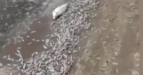 調(diào)查！藍(lán)綠藻暴發(fā) 俄多地魚類大規(guī)模死亡